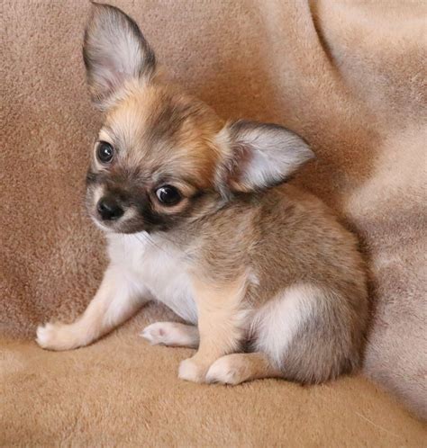Coat Smooth Coat. . Chihuaha for sale